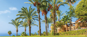 Date-Palm-Trees