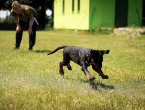Tricks Your Dog Can Master Through Effective Dog Training