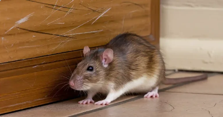 The Hidden Danger in Your Walls: How Rodents Can Wreck Your Home