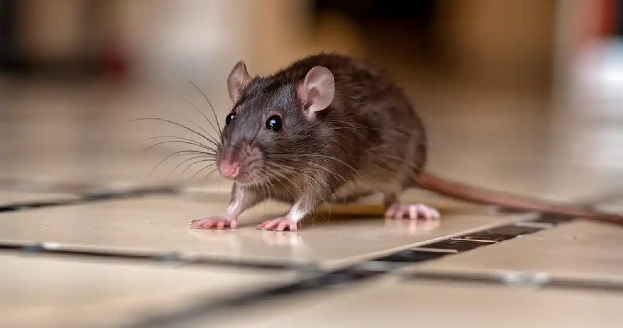 The Hidden Dangers Lurking in Your Home That You Can’t Ignore Dark Knight Pest Control