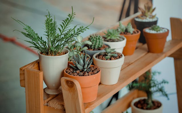 Low-Light House Plants That Thrive in Apartments